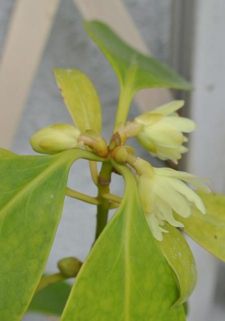 Illicium anisatum