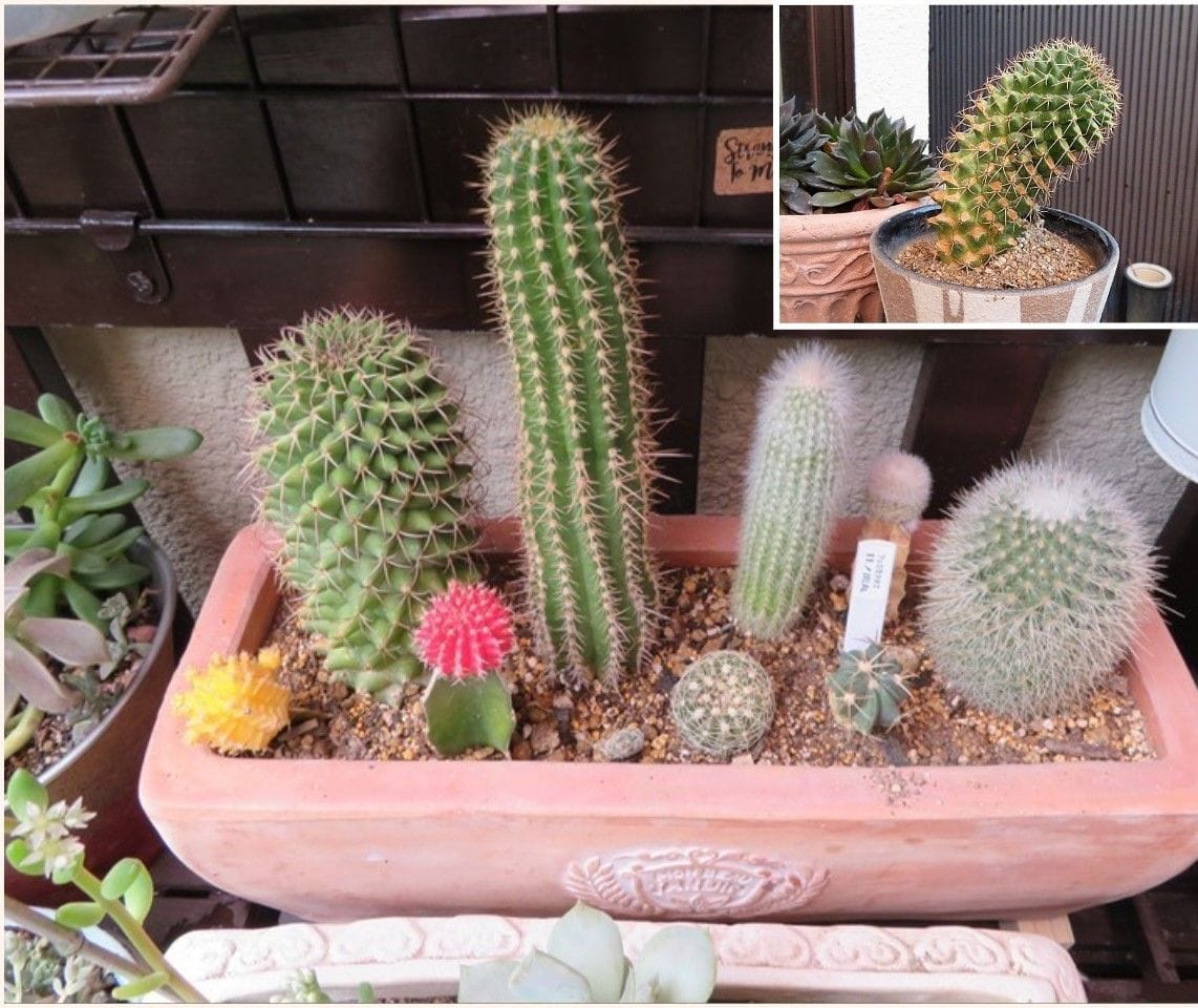 🌵光に向かって育つサボテン🌵