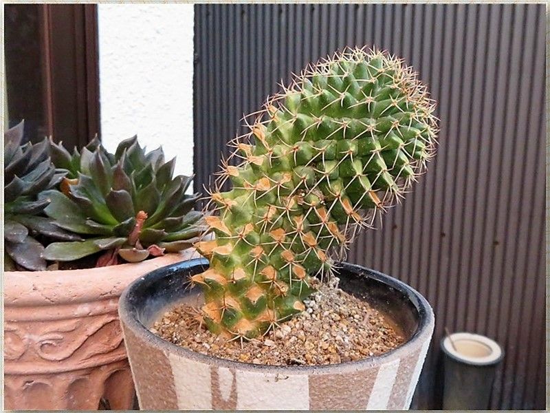 🌵光に向かって育つサボテン🌵