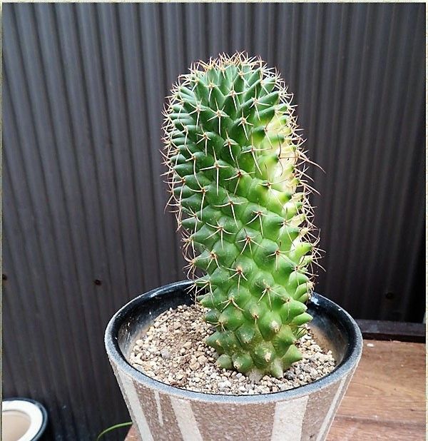 🌵光に向かって育つサボテン🌵