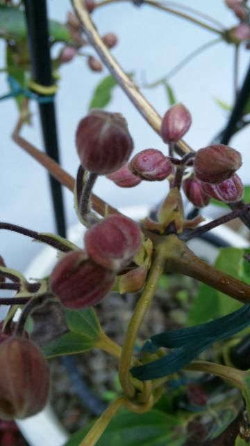 紫陽花、その後・・・