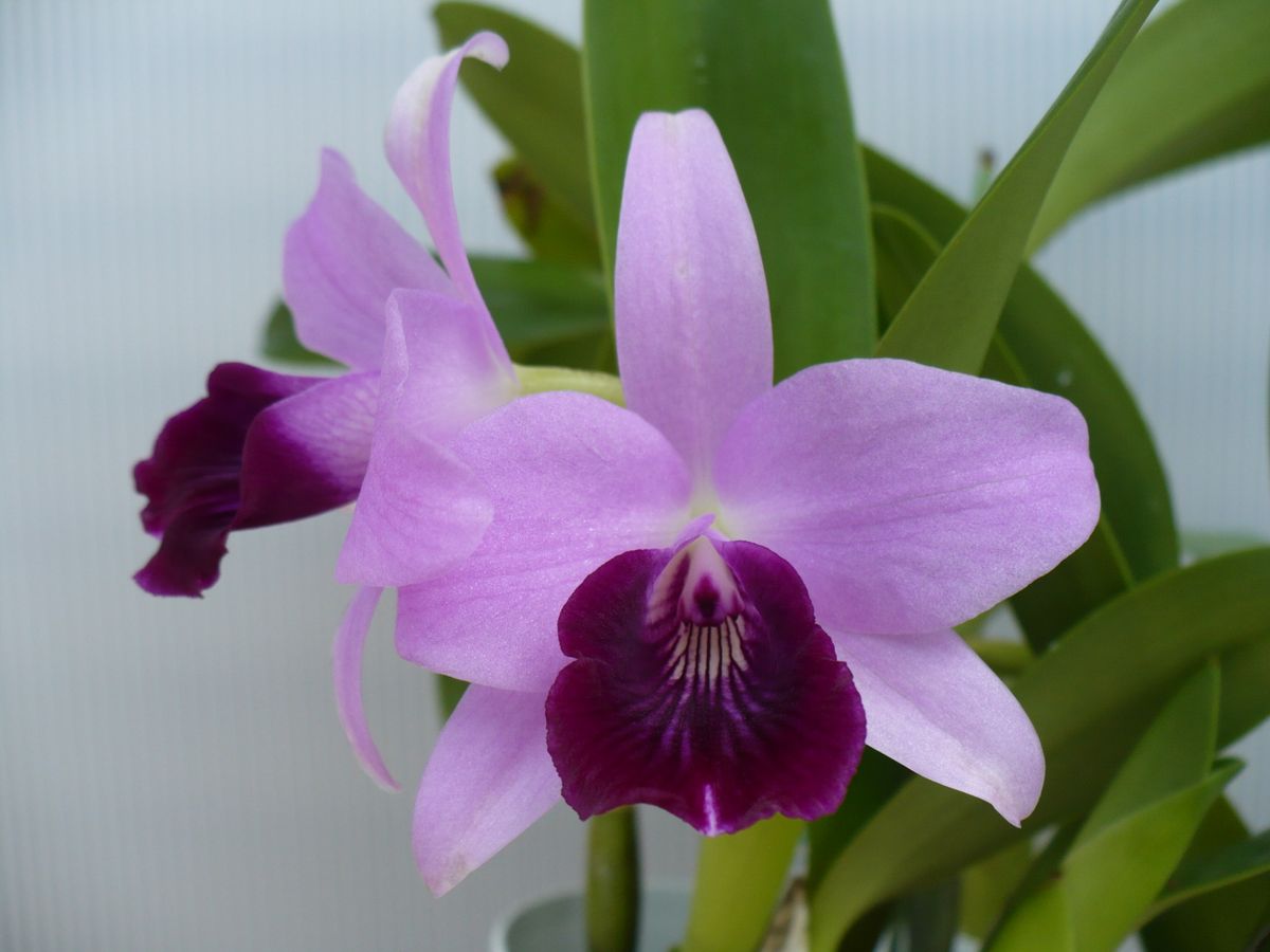 Ctt. Parysatis coerulea 'Izumi'.