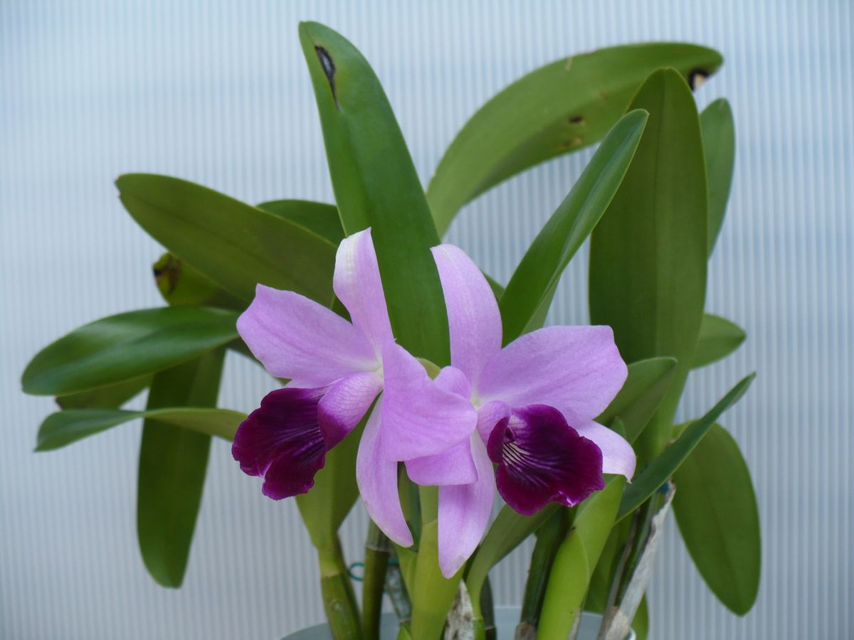 Ctt. Parysatis coerulea 'Izumi'.