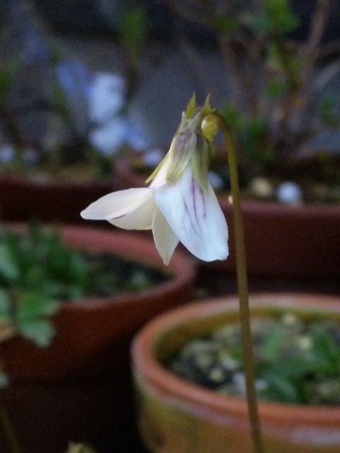 今朝の山野草たち