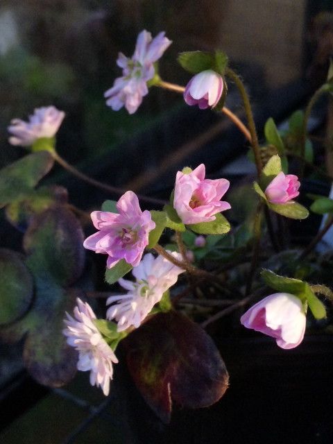 今朝の山野草たち