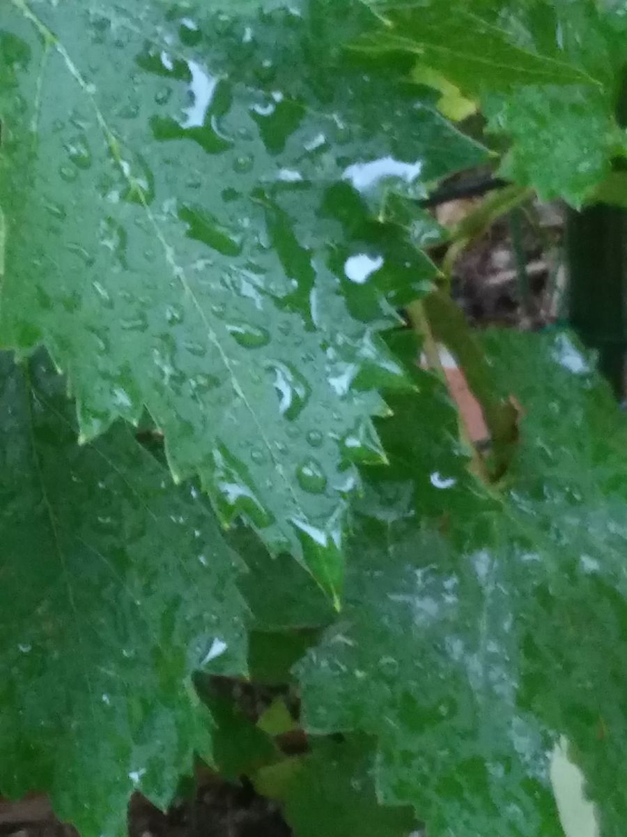 久し振りの雨が降つています。