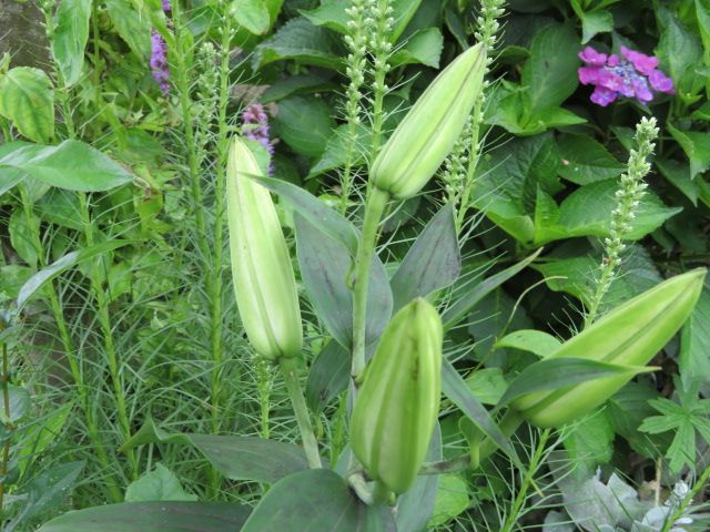 熱中症だったのか、夏バテだったのか・・