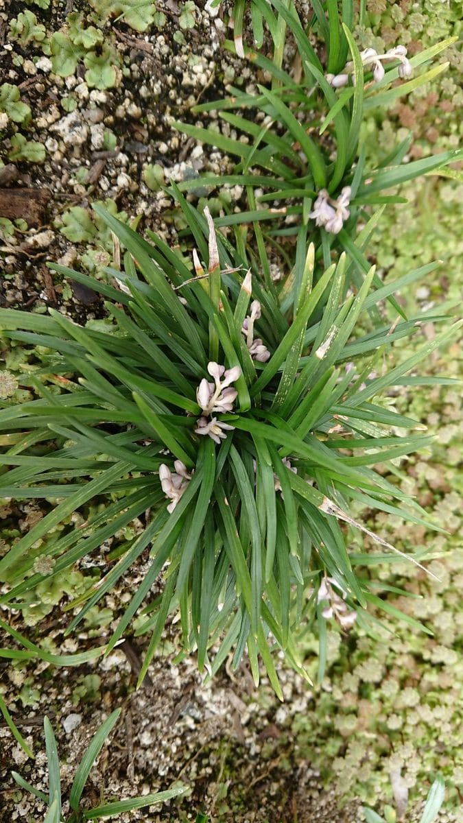 龍のひげが開花しました