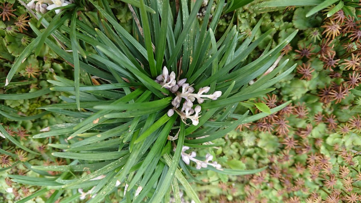 龍のひげが開花しました