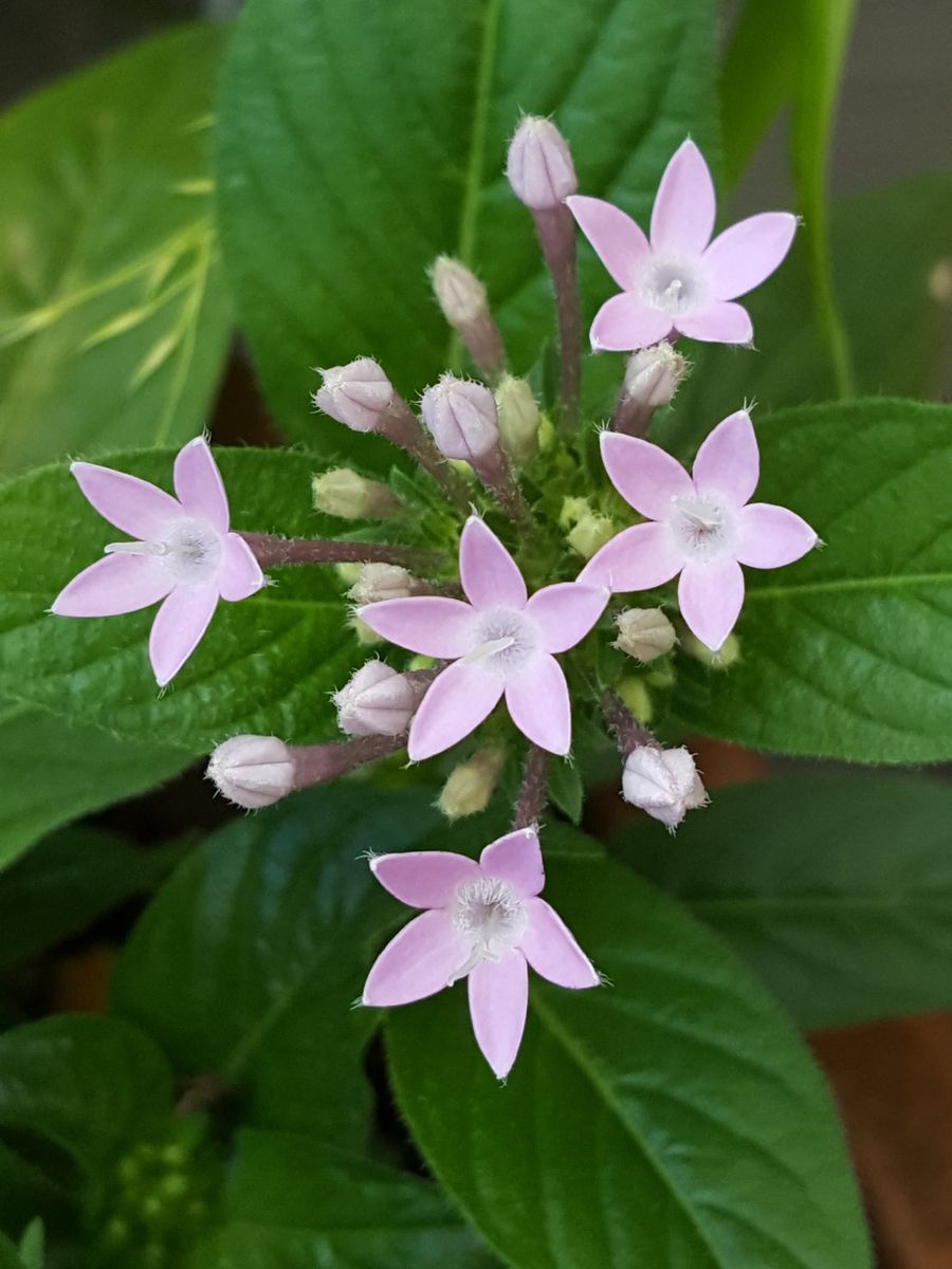 ふくおかルーバルガーデン2～夏の🌺庭便り😃大粒の☔でした。