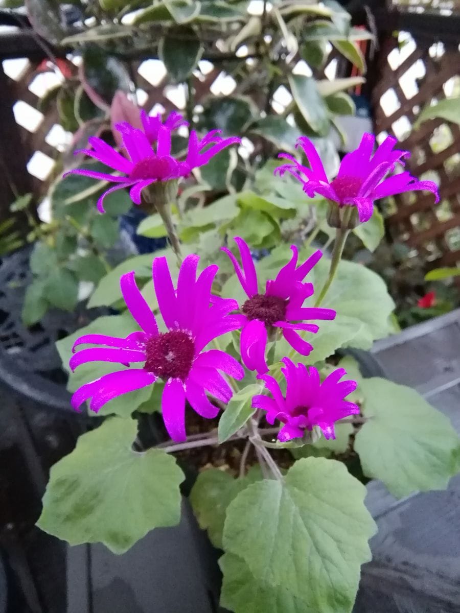 ベゴニアとセネッティの花