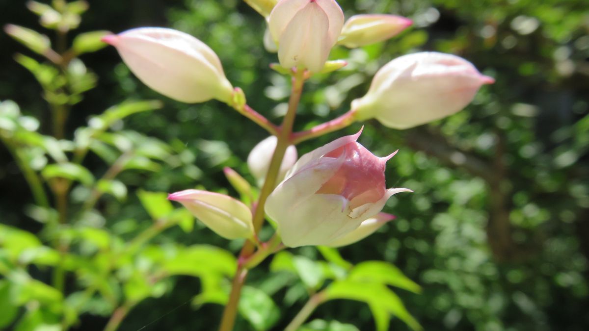 盆栽の花-ピンクノウゼンカズラ