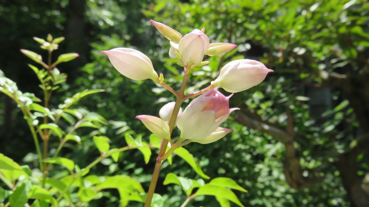 盆栽の花-ピンクノウゼンカズラ