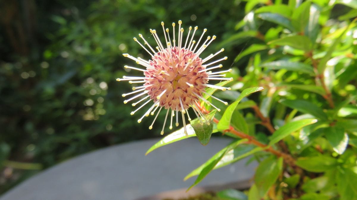 盆栽の花-谷渡の木3日目 クチナシ2日目