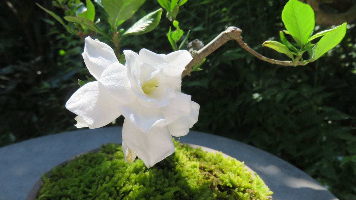 盆栽の花-谷渡の木3日目 クチナシ2日目