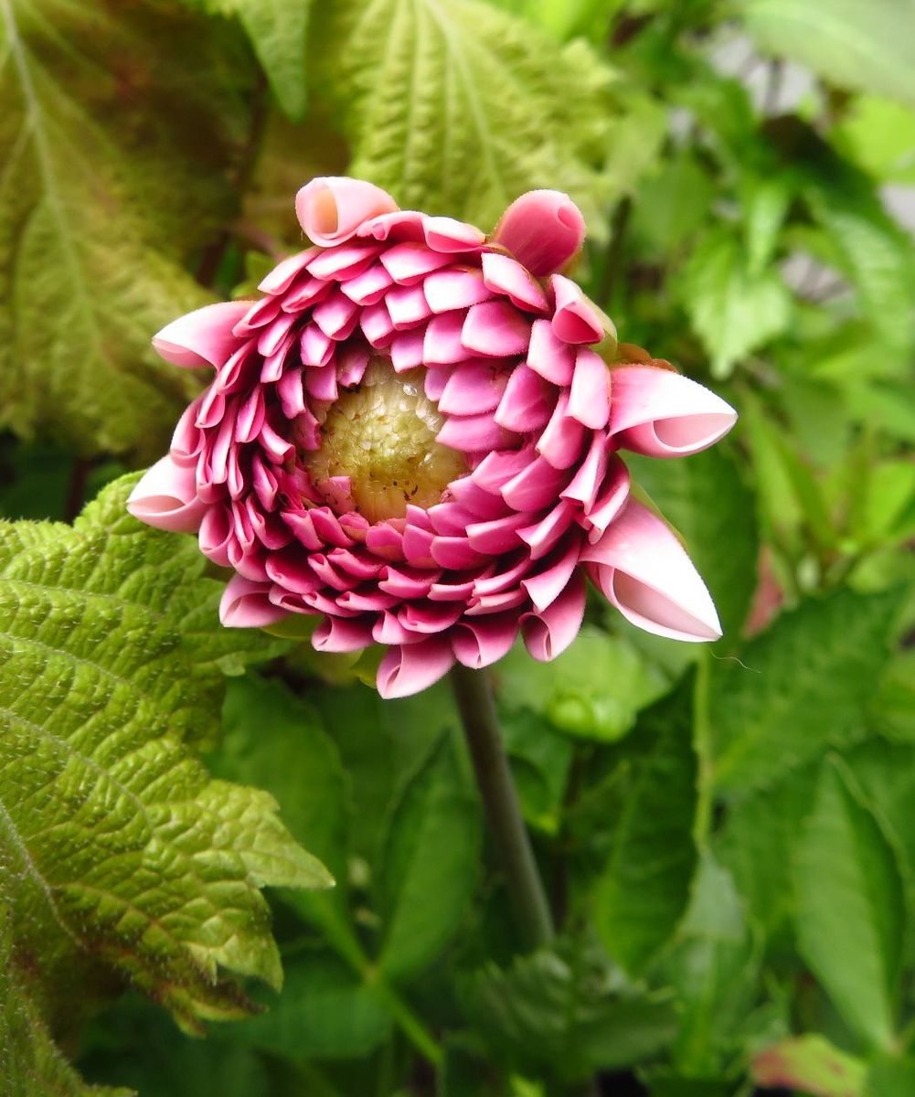 今日の花　('18.7.23)