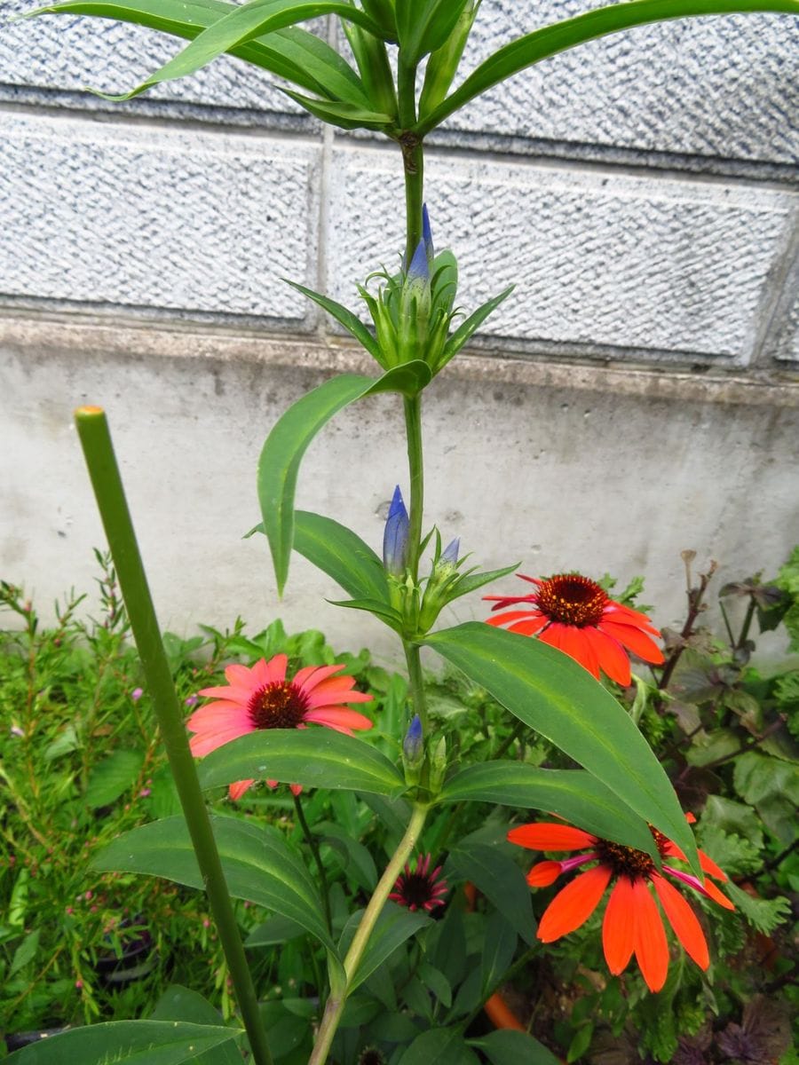 今日の花　(&#039;18.7.23)