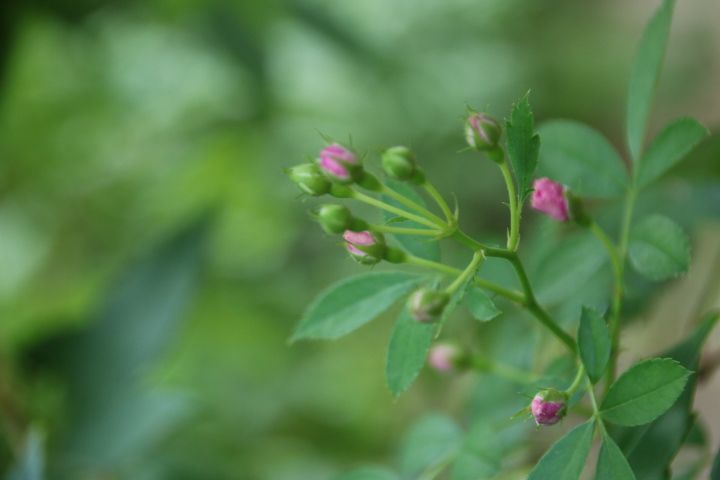 冷たい麦茶