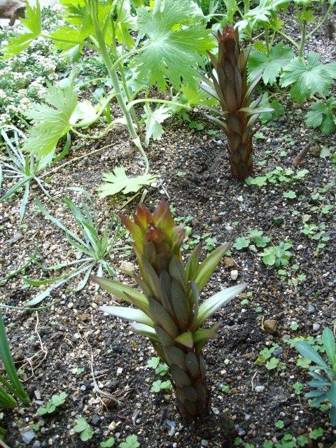 ユリの芽　伸びてます