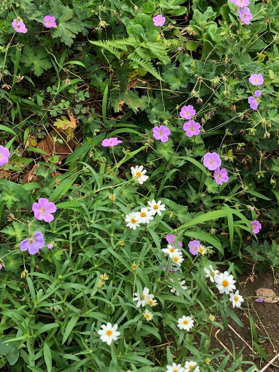 草ボウボウ！  花ボウボウ🌸