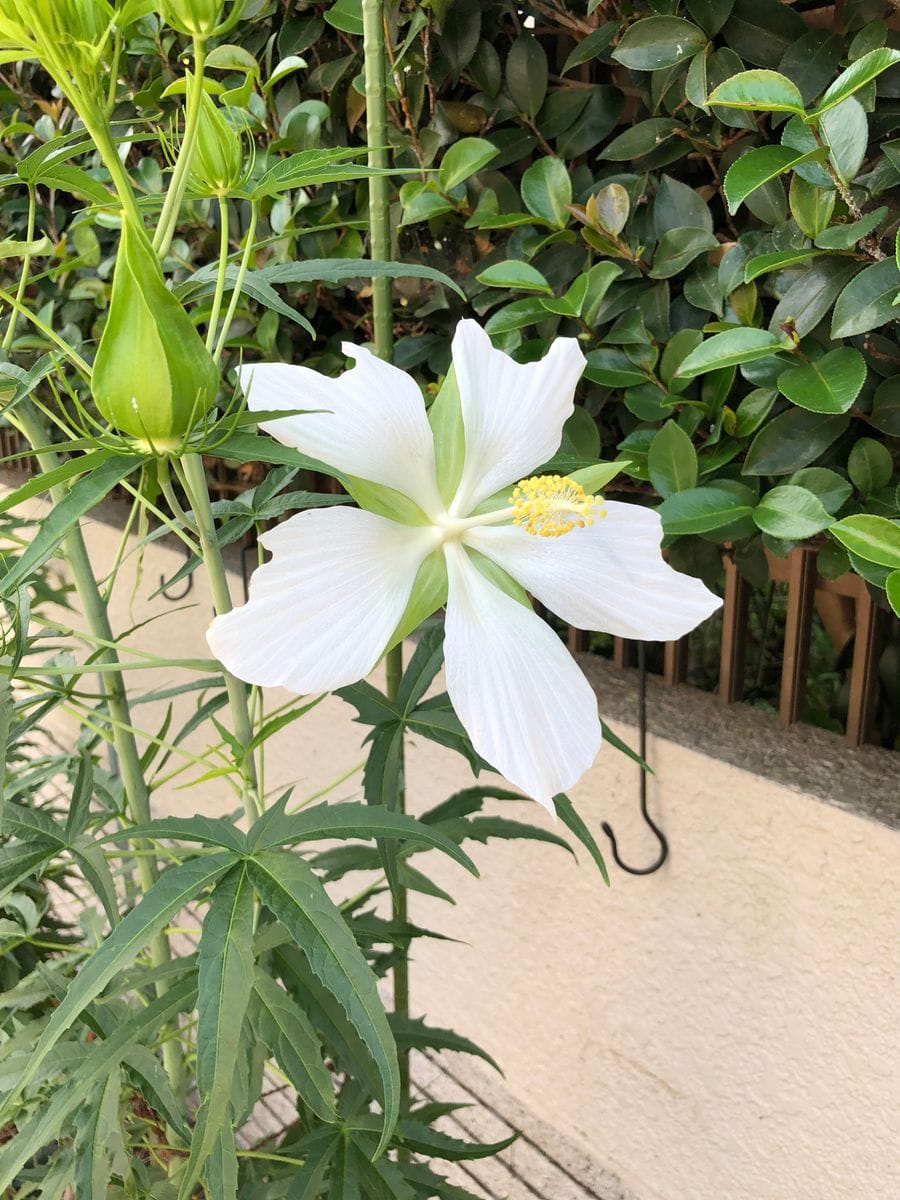 草ボウボウ！花ボウボウ🌼