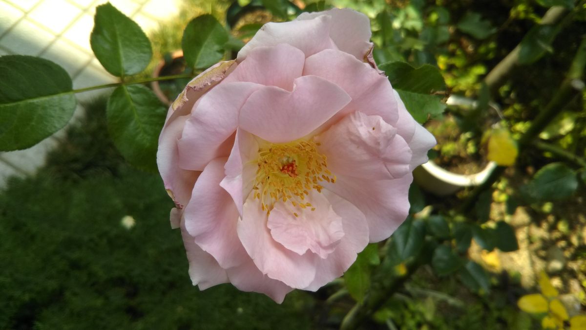 ７月の庭に咲く花🌫️ローズ・シナクティフ💖