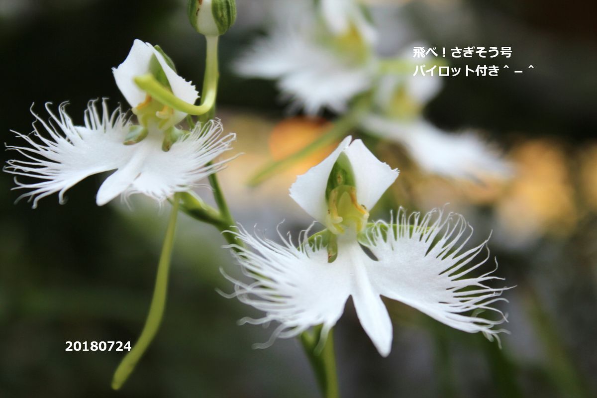 tokyo35℃　熱中症注意★４つ　咲いた鷺草7つ＾－＾ノ　さぎそうの勝ちです～♪