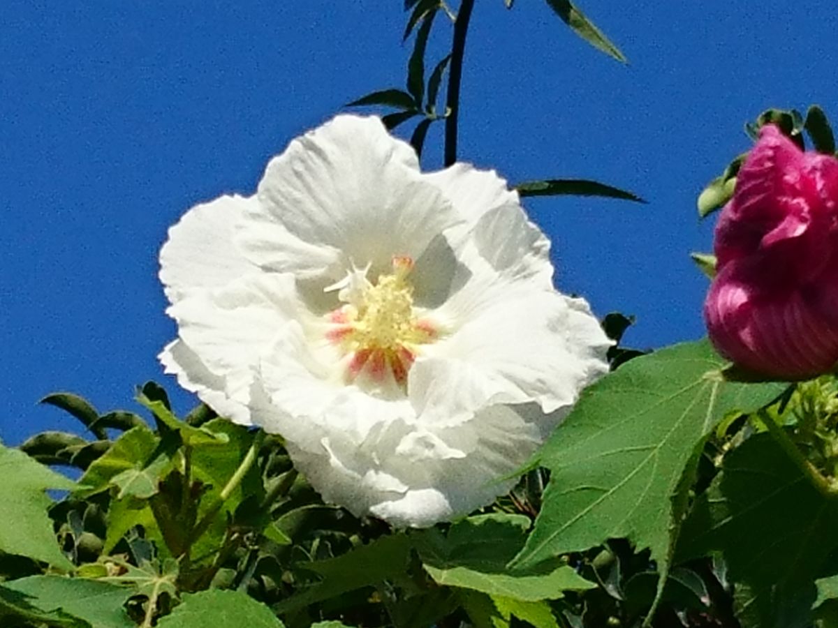 酔芙蓉