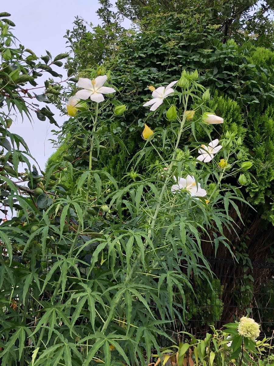 朝どりフルール公園