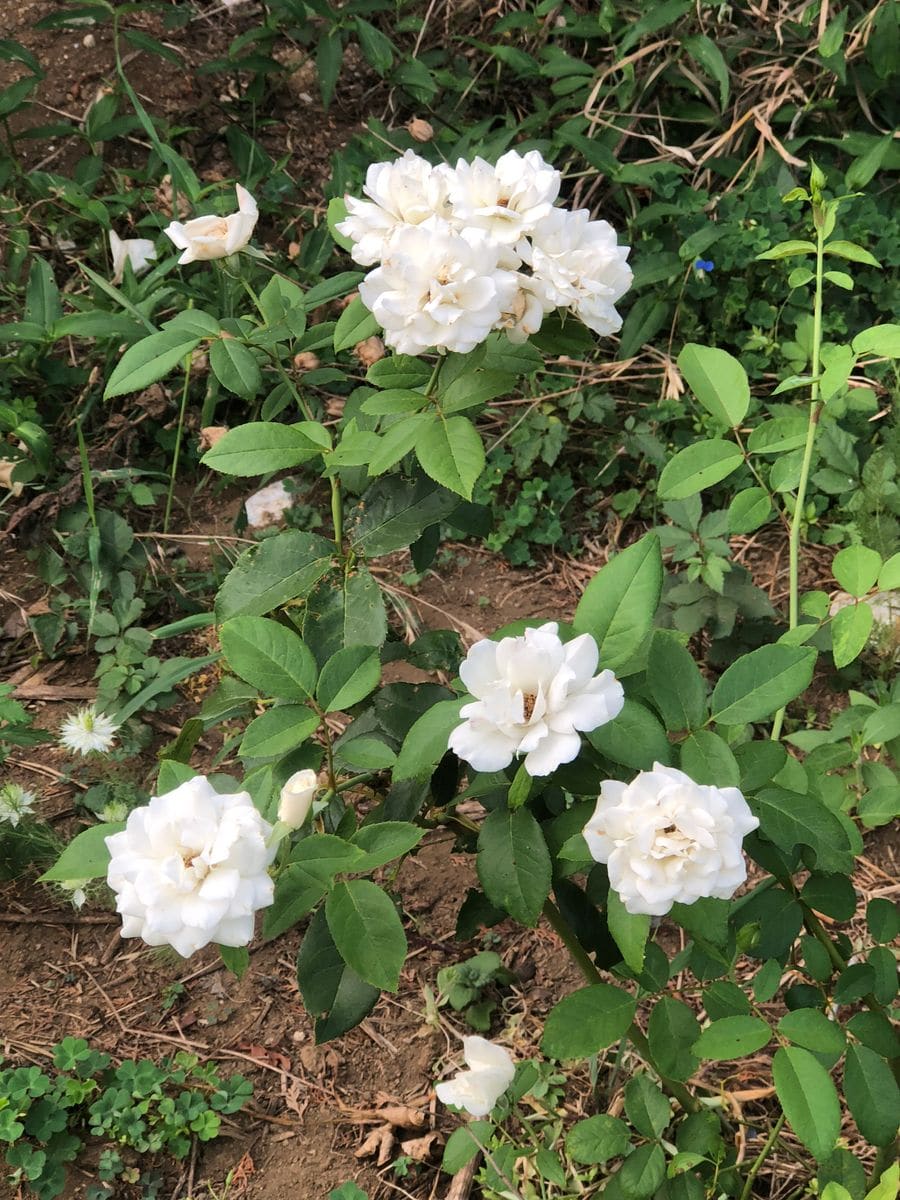 朝どりフルール公園③