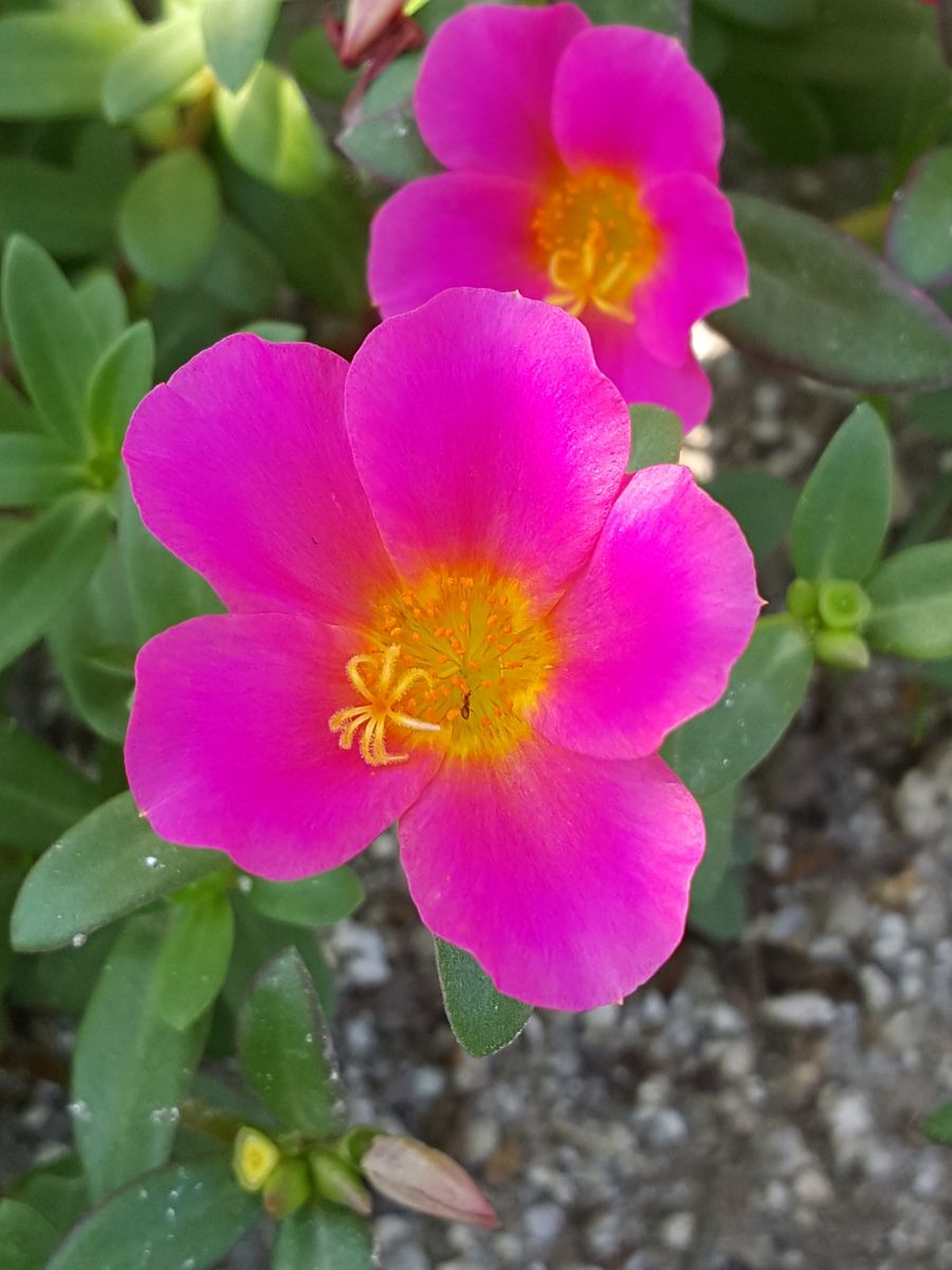 ふくおかルーバルガーデン2～夏の🌺庭便り😃とっても嬉しい日❗