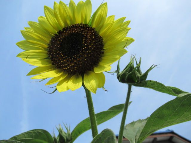 夏が似合うお花