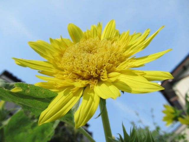 夏が似合うお花