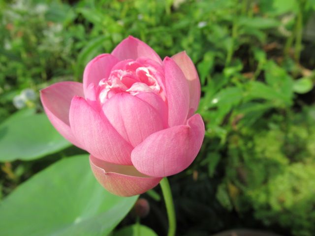 夏が似合うお花