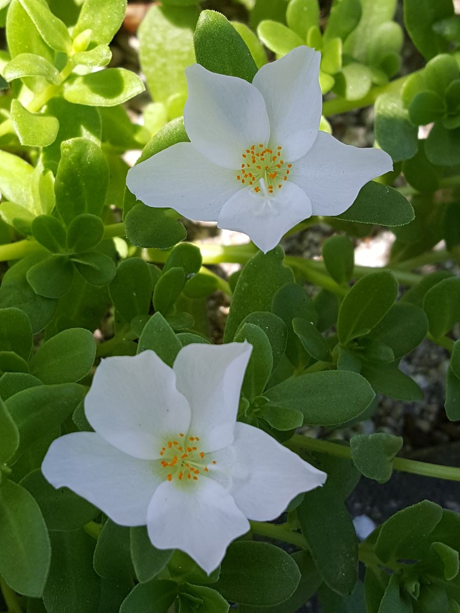 ふくおかルーバルガーデン2～夏の🌺庭便り❗蝉の大合唱🎶