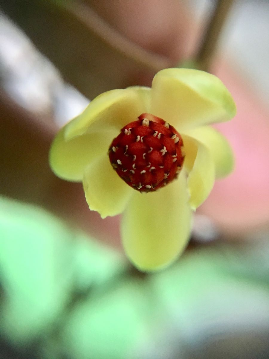 美男カズラの花