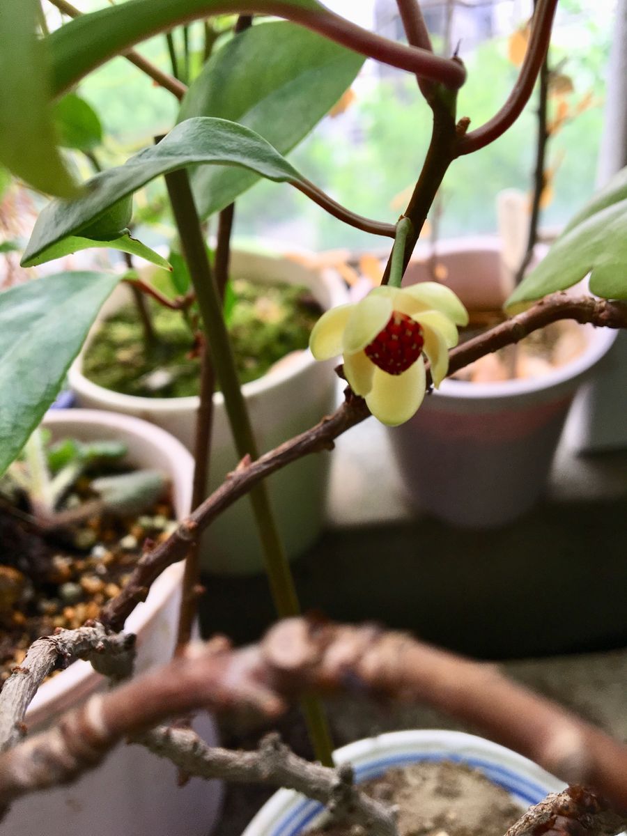 美男カズラの花