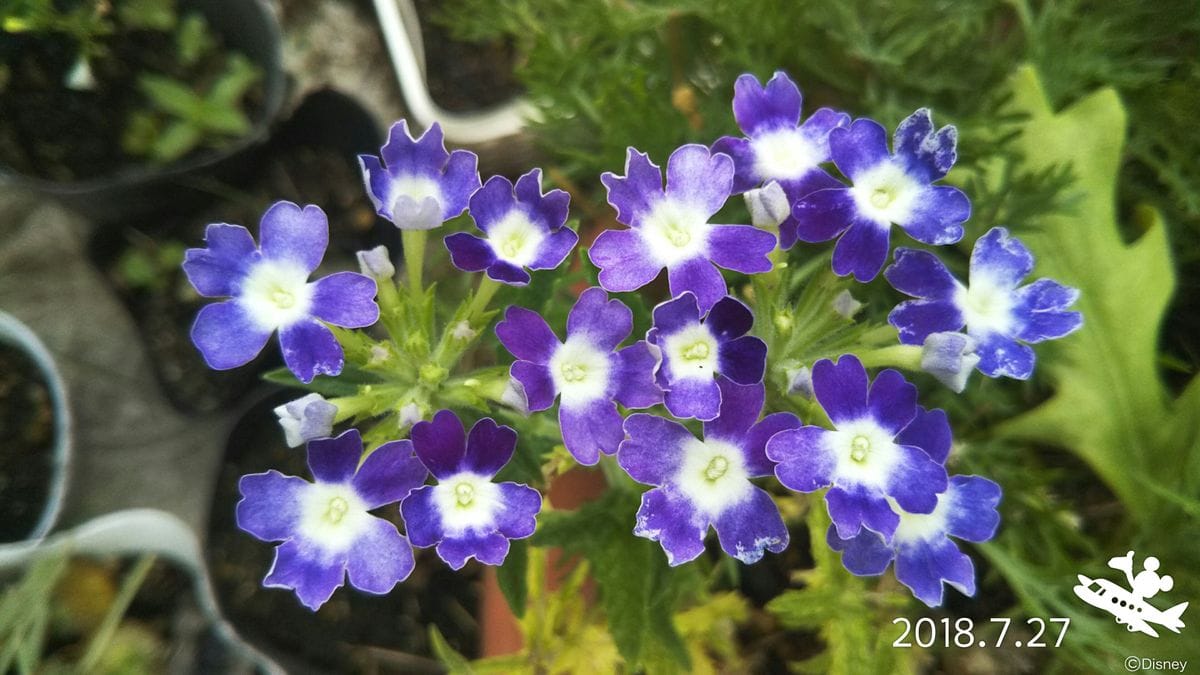 今日のお花(^_-)-☆