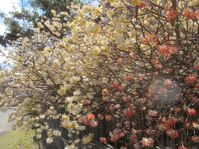 サクラ、タンポポ　近所の花見