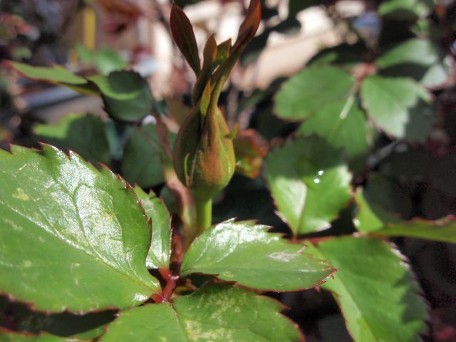 我が家のベビイロマンティカにも蕾が。