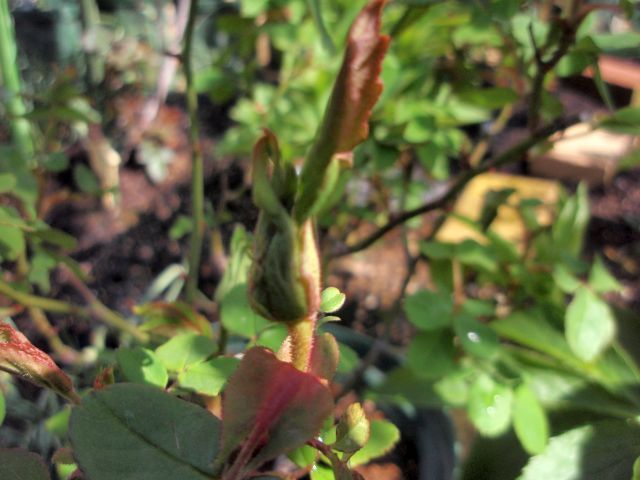 我が家のベビイロマンティカにも蕾が。