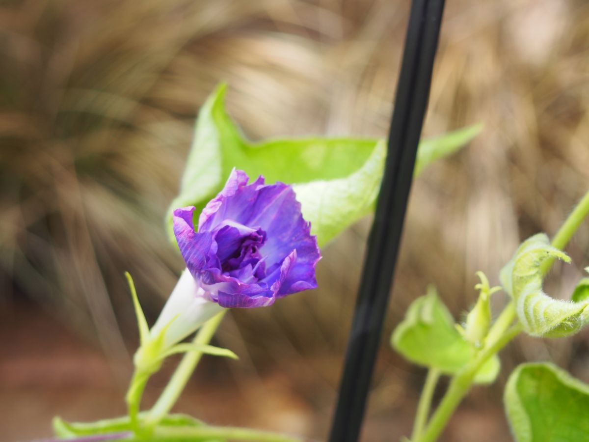 サンスベの花／変化朝顔の花