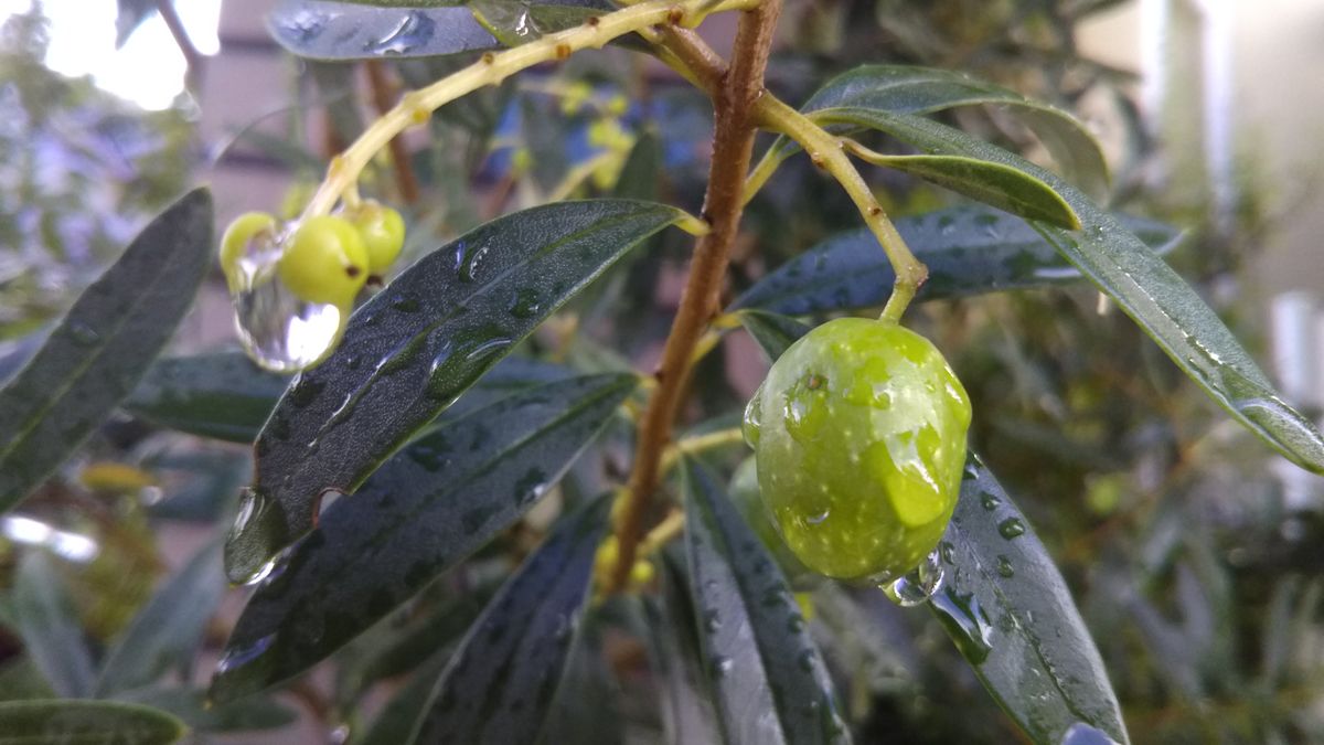 台風一過の雨にうたれて🌫️