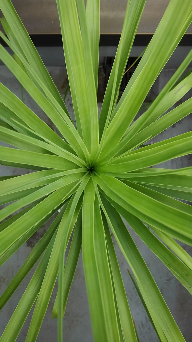 広い土地に植わりたい