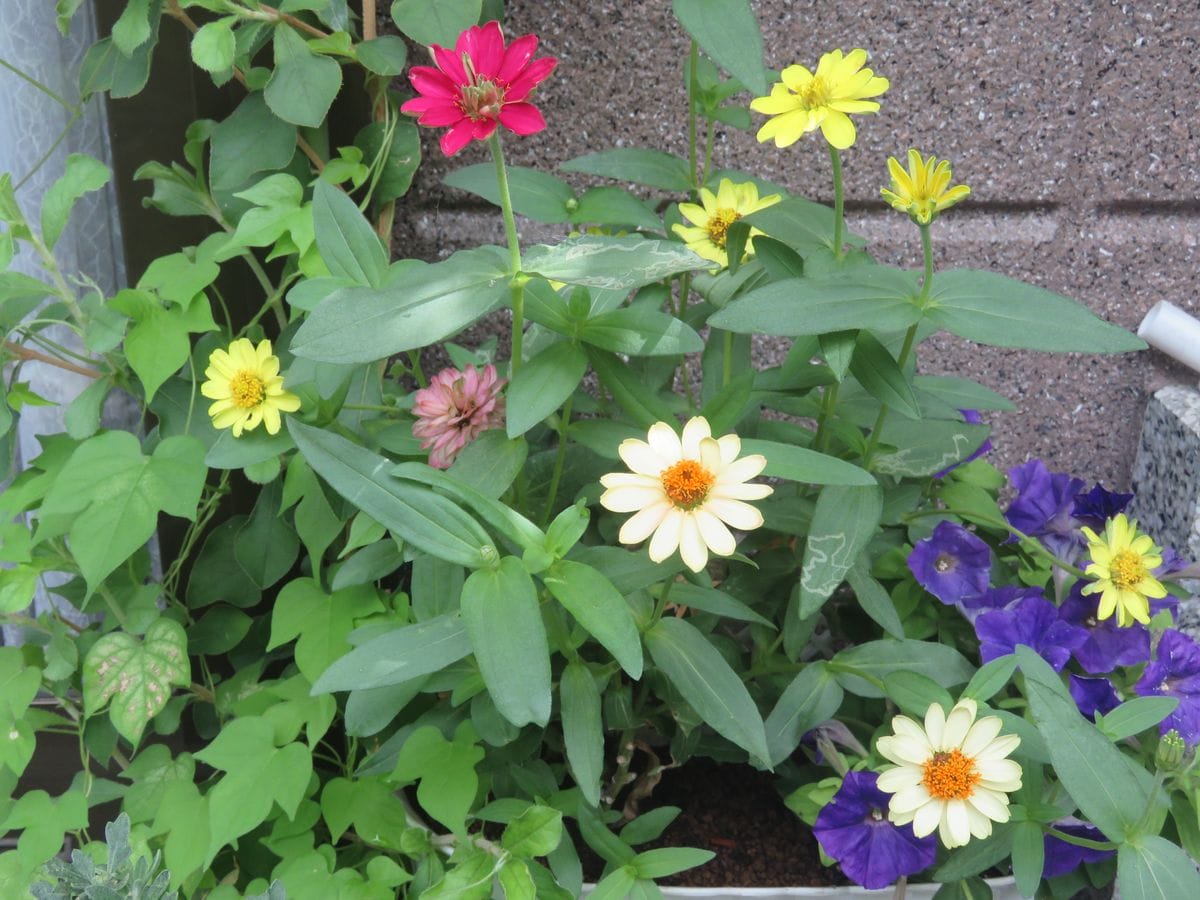 窓際のプランターの花が夏の苔庭に彩りを添える