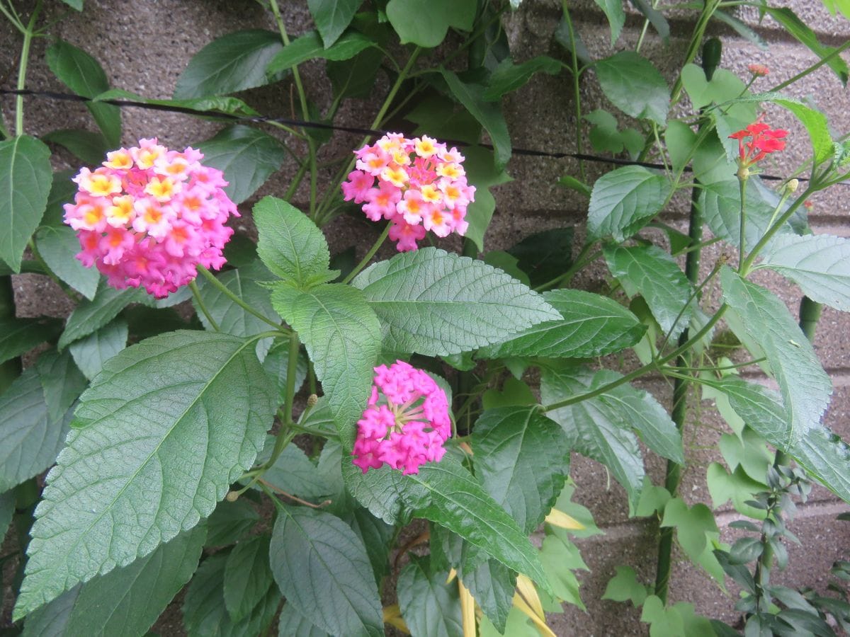 窓際のプランターの花が夏の苔庭に彩りを添える