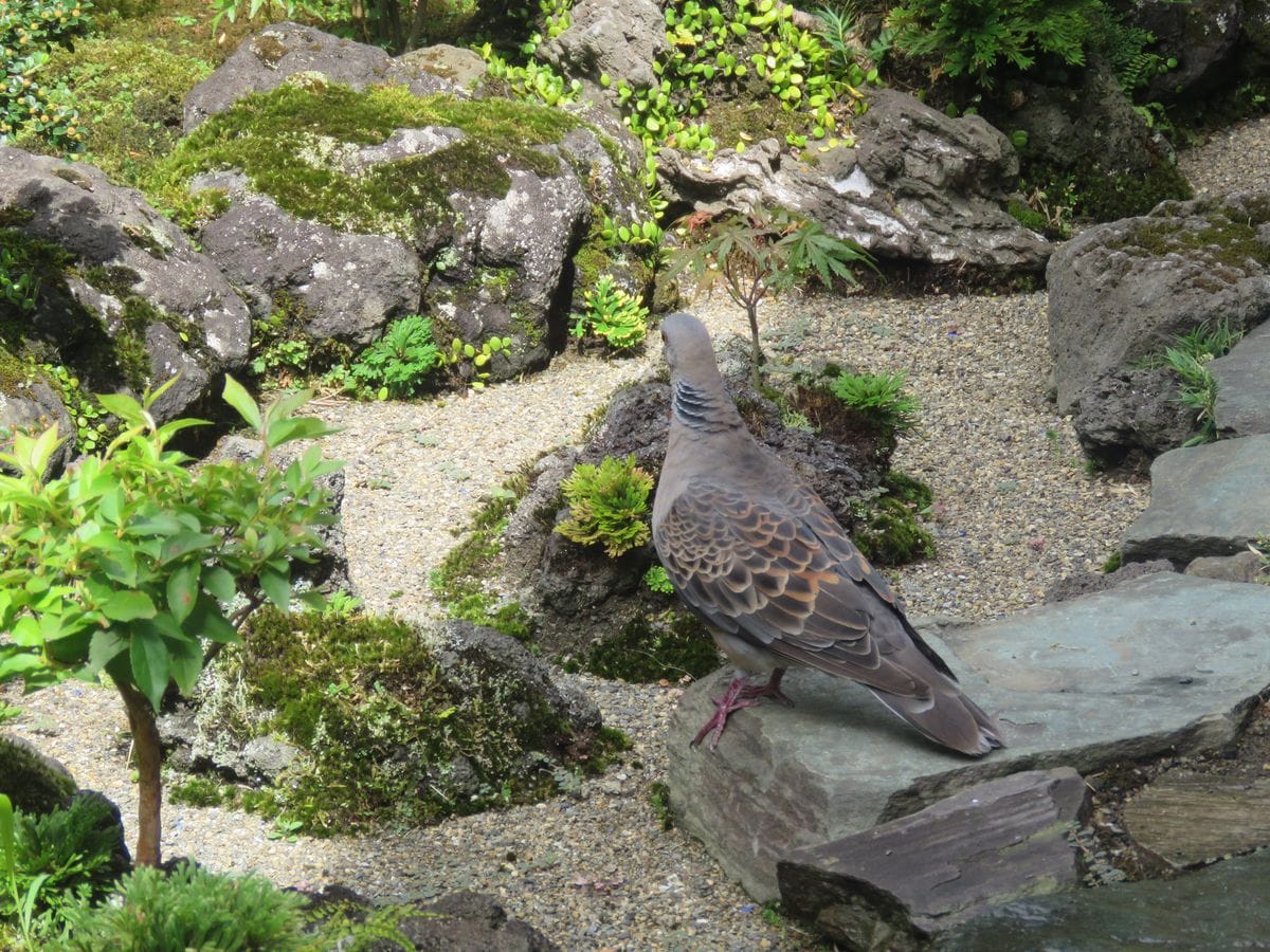 苔庭・キジバトさんがやって来た！