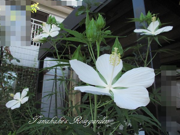 アオイ科のお花たち