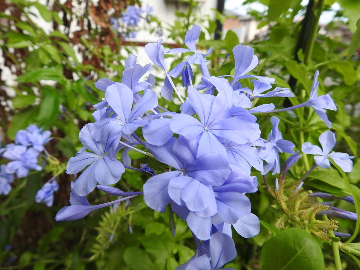 青い花たち。