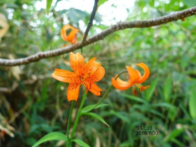 栂池自然園の花達